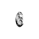 Soma. logo